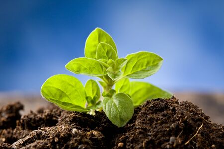 photo of small growing oregano plant which is comming out of the earthの写真素材
