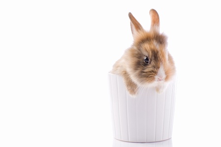photo of adorable dwarf rabbit with lion's head on white isolated backgroundの写真素材