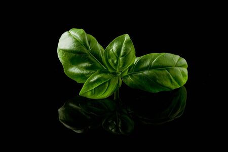 photo of delicious fresh basil leaves on a black backgroundの写真素材