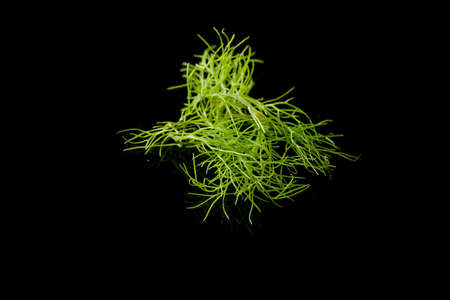 photo of delicious fresh fennel on a black backgroundの写真素材
