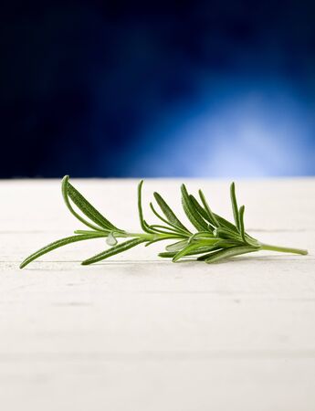 photo of delicious fresh rosemary hightlighted by spot light の写真素材