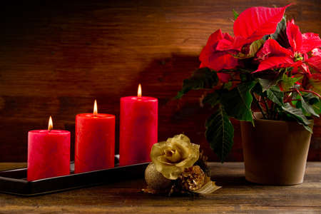 photo of beautiful poinsettia plan on wooden table illuminated by spotの写真素材