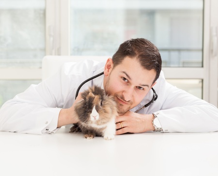 Lifestyle photo of a veterinary making a checkup on a dwarf rabbitの写真素材