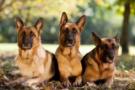 Three German Shepherds in a parkの写真素材
