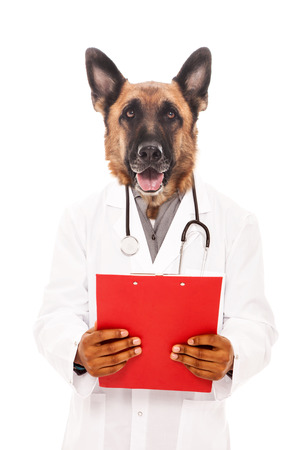 Conceptual dog wearing doctor outfit symbolizing veterinary conceptの写真素材