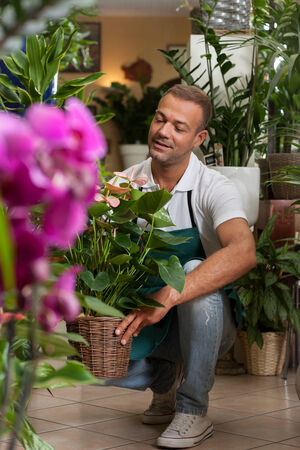 Photo of florist taking care of his plantsの写真素材