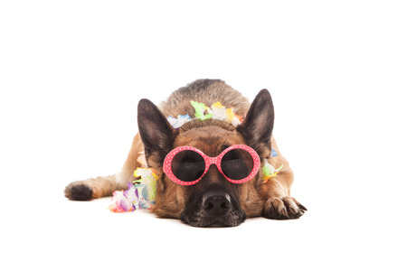 Photo of a german shepherd in hawaiian style
の写真素材