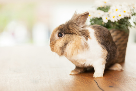 Photo of dwarf rabbit on wooden table next to a pot with margueritesの写真素材