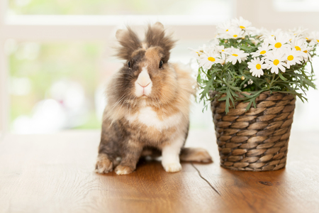 Photo of dwarf rabbit on wooden table next to a pot with margueritesの写真素材
