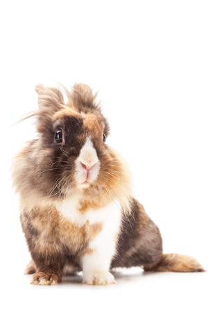 Photo of dwarf rabbit lions head over white isolated backgroundの写真素材