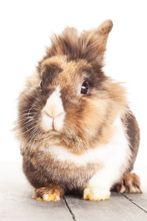 Photo of funny fluffy rabit over white islolated backgroundの写真素材