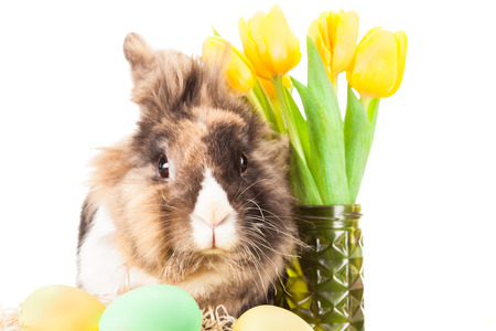 Photo of fluffy easter rabbitの写真素材
