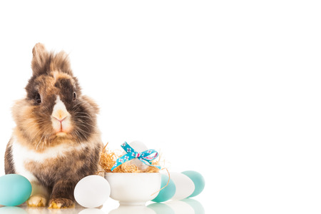 Photo of fluffy funny rabbit over white isolated backgroundの写真素材