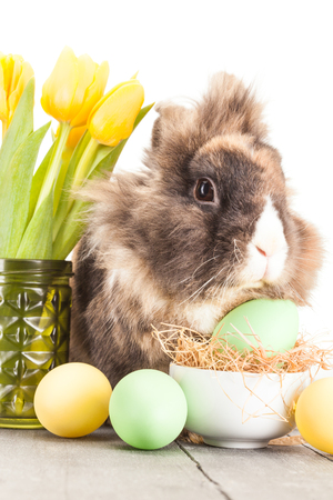 Photo of ester funny rabbitの写真素材