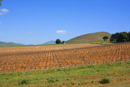 Fields in the Sicilian countryside in the province of Trapani.の写真素材