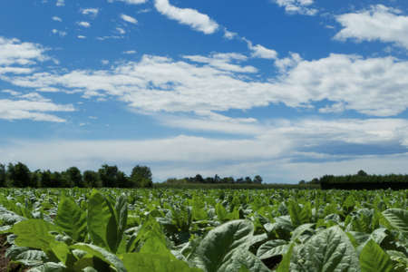 green field whit clouds on skyの写真素材