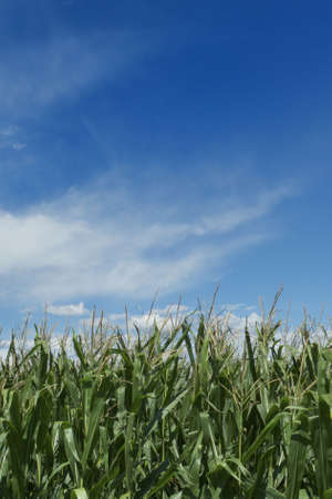 green field whit clouds on sky