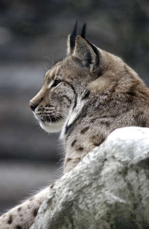 lynx - animal felineの写真素材