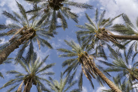 palm on desert oasi africaの写真素材