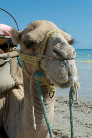 funny closeup of dromedary - camel of tunisiaの写真素材