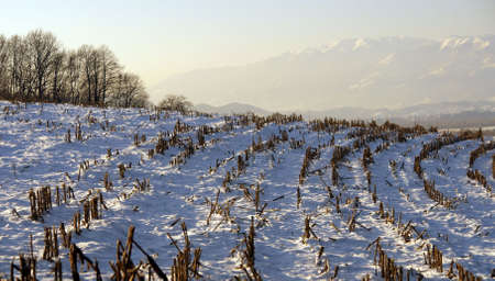 landscape with the snow                  の写真素材