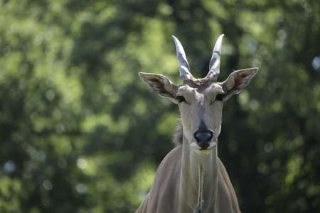 animals on zoo safariの写真素材