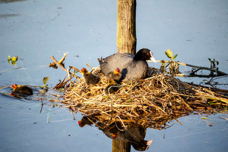 A family of coots in the nestの写真素材