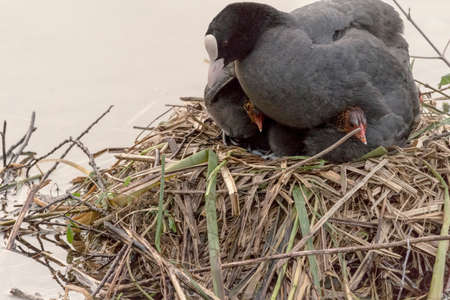 Two coot chicks under mothers wingsの写真素材