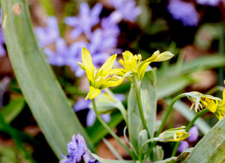 A rare example of Gagea luteaの写真素材