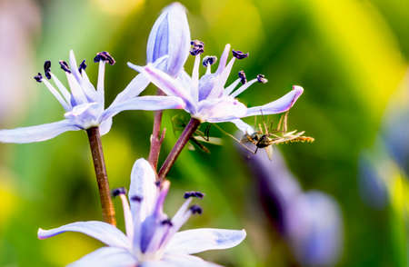 Scilla bifoglia flowers and hostの写真素材
