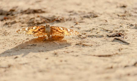 A butterfly along the pathの写真素材