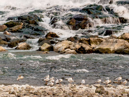 A randez vou of seagullsの写真素材