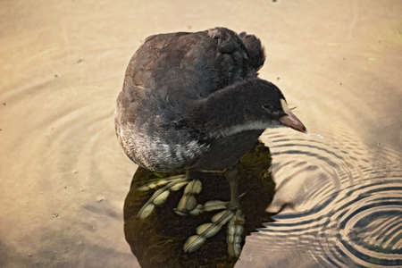 A young coot and his big pawsの写真素材