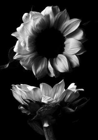 sunflowerの写真素材