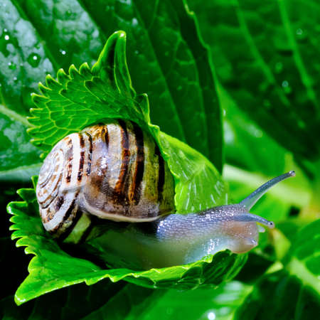 The snail belongs to invertebrates has outer shell that uses as a defense の写真素材