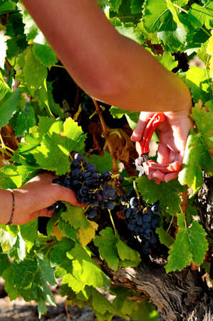 Details of vineyards, rows of old and young vines during harvest.の写真素材