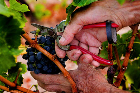 Details of vineyards, rows of old and young vines during harvest.の写真素材