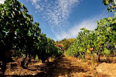 Details of vineyards, rows of old and young vines during harvest.の写真素材