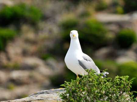 The seagull, sea bird par excellence, posing on a rock.の写真素材