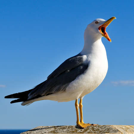 The seagull, sea bird par excellence, posing on a wall against the backdrop of the sea.の写真素材