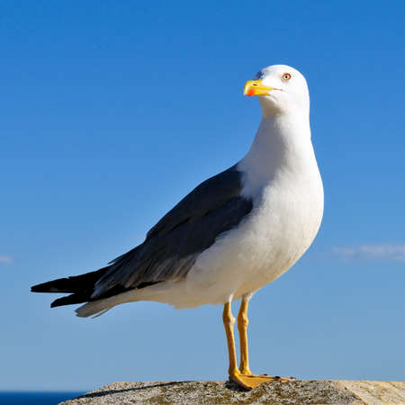 The seagull, sea bird par excellence, posing on a wall against the backdrop of the sea.の写真素材