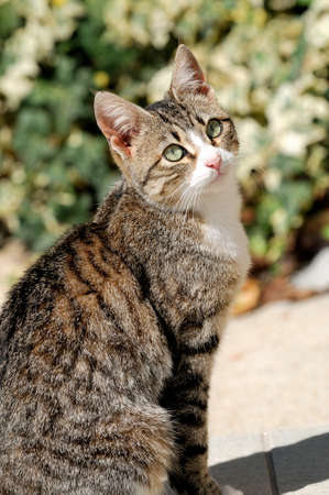 Portrait of a domestic cat photographed outdoors on a sunny dayの写真素材