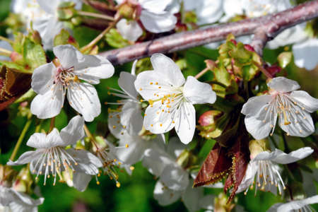Picture of cherry tree in blossom, photographed in the sunlight