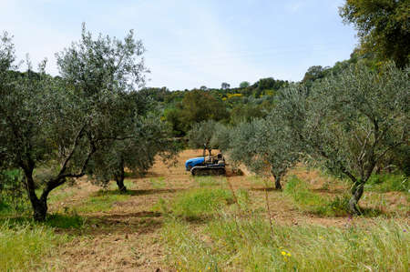 Weeding and milling of an olive grove with a crawler tractorの写真素材