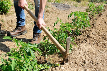 Manual processing of the ground with pickaxe in a tomatoes cultivation