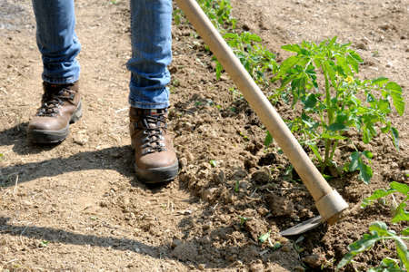 Manual processing of the ground with hoe in a tomatoes cultivationの写真素材