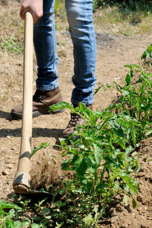 Manual processing of the ground with hoe in a tomatoes cultivationの写真素材