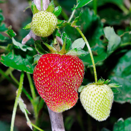Image of unripe strawberries and already ripe photographed on the treeの写真素材