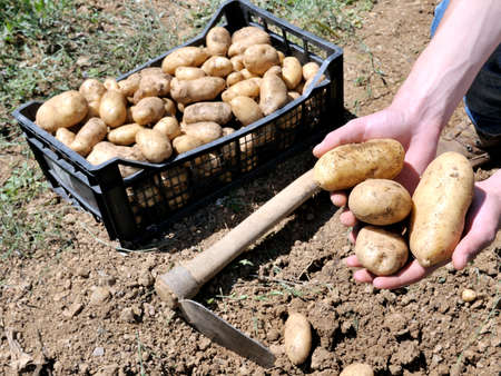 Manual harvesting of potatoes in a vegetable garden familyの写真素材