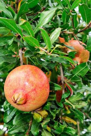 Red and ripe pomegranate on the branch of a pomegranate tree in an biological orchard.の写真素材